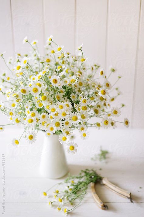 floral arrangements, chamomile flower Daisy Flower Arrangements, Daisy Centerpieces, Daisy Baby Shower, Daisy Party, Daisy Wedding, Chamomile Flowers, Flowers Wallpaper, Arte Floral, Flower Aesthetic