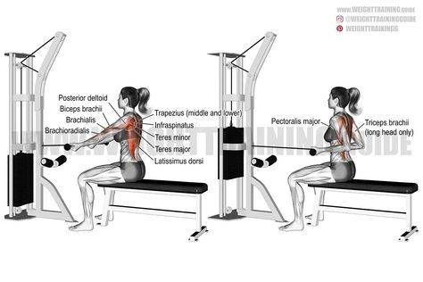 Straight-back seated underhand cable row exercise instructions and video Arm Exercises, Back Exercises, Best Arm Exercises, Best Back Exercises, Good Back Workouts, Biceps Brachii, Cable Row, Weight Training Workouts, Straight Back