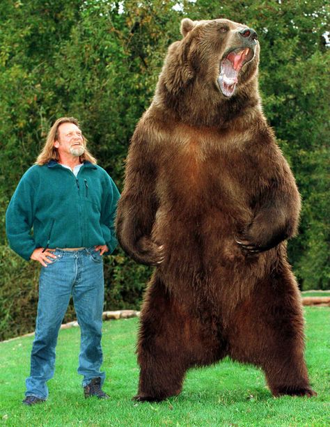 Doug Seus and Bart the Bear Bart The Bear, Kodiak Bear, Legends Of The Fall, Bear Photos, Bear Pictures, Bear Art, 판타지 아트, Grizzly Bear, Large Animals