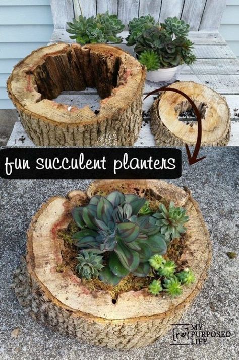 Organic Gardening, Sheet Moss, Succulent Planters, Aquaponics System, Succulents Diy, Secret Ingredient, Succulent Planter, Healthy Plants, The Fish