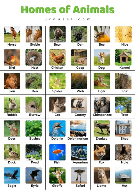 Homes of Animals with Names and Pictures - Download pdf Nature, Animals Homes Activities, Homes Of Animals Worksheet, Wild Animals And Their Homes, Animals And Their Homes Worksheets, Homes Of Animals, Animals Name With Picture, Animals Chart, Animals Name List