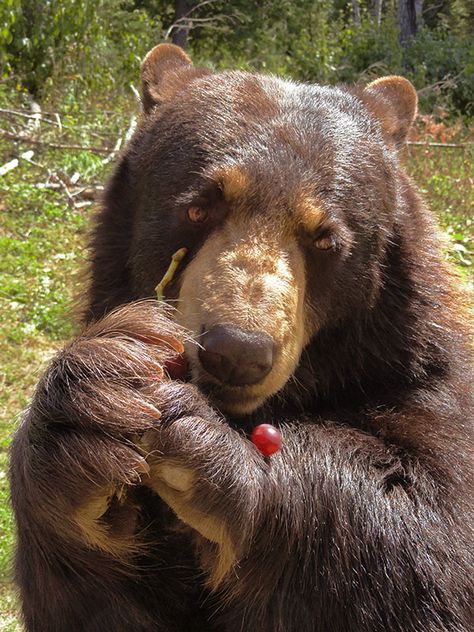Dear Honey Bear❤️❤️ Black Bears, Honey Bear, Bear Pictures, Pretty Animals, Love Bear, Silly Animals, Research Institute, April 27, Cute Bears