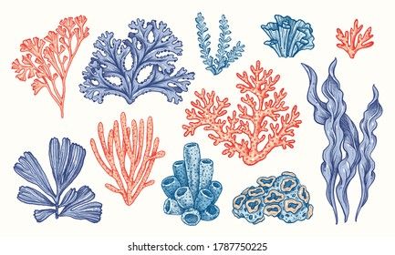 Corals and seaweed. Vector Hand Drawn. Sketch Botanical Illustration. Underwater flora, sea plants. Line art clipart. Vintage pink and blue marine plants Coral Reef Drawing, Coral Tattoo, Coral Drawing, Marine Tattoo, Ocean Plants, Plants Illustration, Sea Drawing, Underwater Plants, Marine Plants