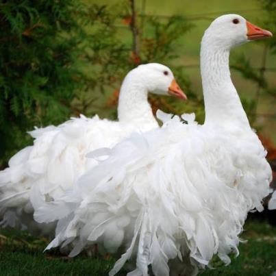 Sebastopol Geese have been called the 'pantomime goose' because of their fancy feathers. They have a curled feather mutation which gives the birds a fluffy appearance. Colourful Birds, Swans, Sebastopol Geese, All Birds, Exotic Birds, Pretty Birds, Colorful Birds, Bird Watching, Farm Life