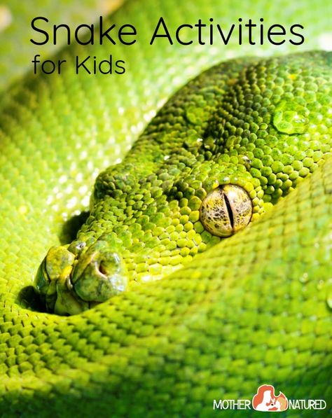 Snake Activities for Kids Preschool Reptile Activities, Snake Activities For Kids, Reptile Activities For Kids, Snake Games For Kids, Snake Facts For Kids, Snake Science, Snake Activities, Childcare Experiences, Reptile Activities