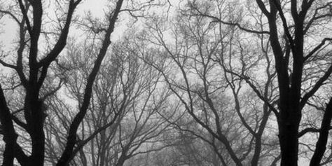 #black #white #grey #trees #branches #twitter #tumblr #header Tumblr, Nature, Tumblr Header Black And White, Black And White Tumblr Header, Grey And White Banner Discord, Goth Cover Photos Facebook, Black And White Facebook Cover Photos, Goth Tumblr Header, White And Black Twitter Header