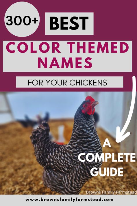 Beautiful Black Chicken Chicken Names Hens, Cute Chicken Names, Buff Chicken, Rooster Names, Barred Rock Chickens, Old Lady Names, Buff Orpington Chickens, Australorp Chicken, Frizzle Chickens