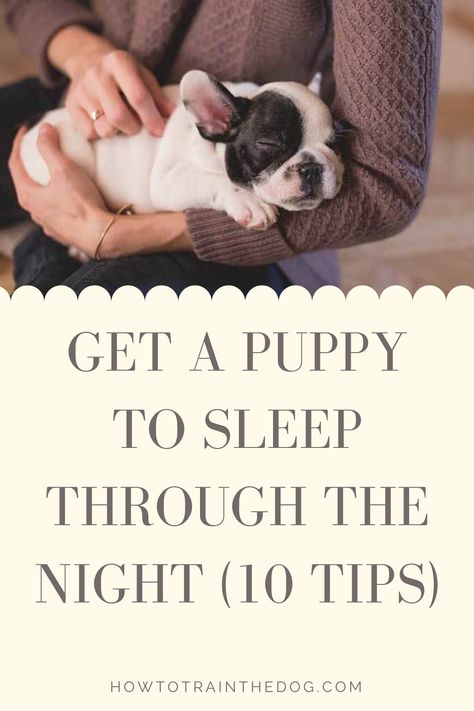 teach puppy to sleep through the night New Puppy Sleeping Tips, Sleep Training Puppy, Taking Care Of Puppy, Puppy Pick Up Day, Puppy Night Training Sleep, Puppies First Night Home, Puppy Sleep Through Night, New Puppy Tips, First Night With Puppy