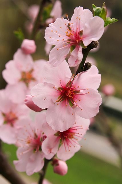 Free Image on Pixabay - Apple Blossoms, Flowers, Pink Apple Blossom Tattoos, Flowers Photography Beautiful, Apple Blossom Flower, Apple Flowers, Beauty Flowers, Apple Blossoms, Blossom Tattoo, Pink Apple, Sakura Flower