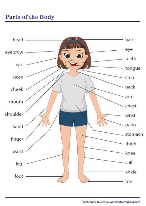 Parts Of The Body Chart, Human Body Vocabulary, Body Parts For Kids, Body Name, Body Parts Preschool, Body Chart, Kindergarten Art Projects, Learning English For Kids, Human Body Parts