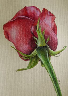 Sketch your imagination. Single Red Rose, A Drawing, Red Rose, Pencil, Drawings, Green, Red, White, Color