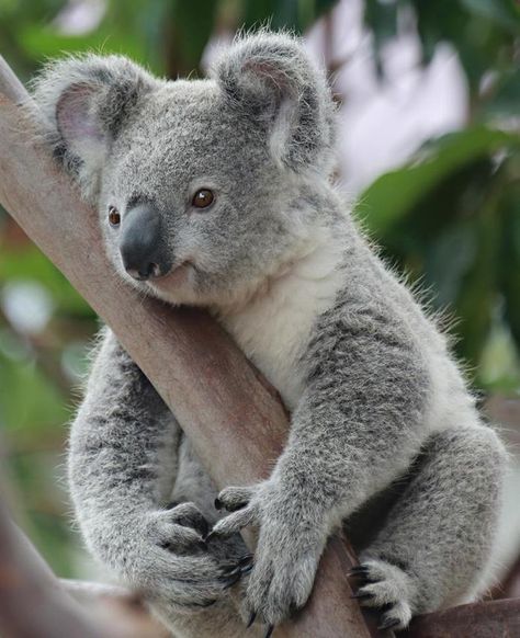 Koalas                                                                                                                                                     Más Animal Tattoos, Photo Animaliere, Cele Mai Drăguțe Animale, Baby Koala, Koala Baby, Australian Animals, Cute Animal Pictures, Sweet Animals, Koala Bear