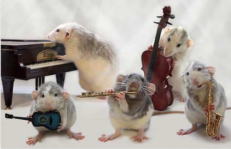 Jam with friends | 11 Things Rats Get Up To On Their DayOff Rat Band, Mouse Pictures, Fancy Rat, Funny Mouse, Cute Rats, Playing Music, Photo Chat, Pet Rats, Cute Mouse