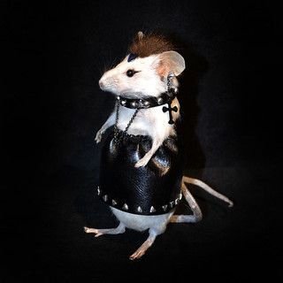 Punk Mouse Girl | Denise Kendig | Flickr Sacricore Aesthetic, Rats Aesthetic, Rat Taxidermy, Rats Cute, Rattus Rattus, Trend Wallpaper, Arte Occulta, Funny Rats, Pet Rat