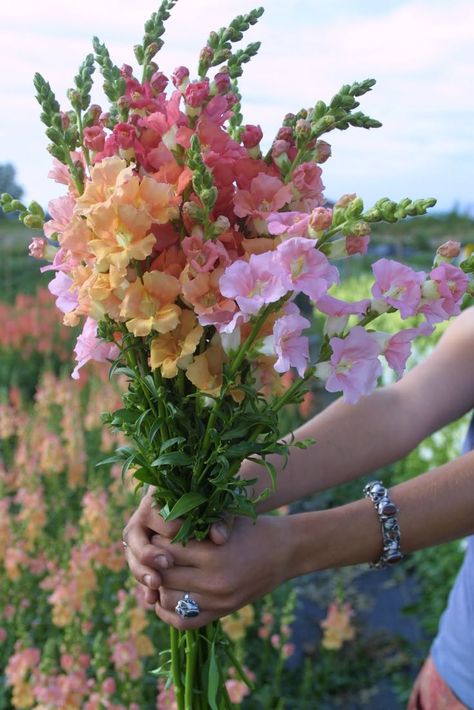 Chantilly Snapdragons - Floret Flowers Bouquet Champetre, Wildlife Garden, Cut Flower Garden, Have Inspiration, Dream Journal, Creative Gardening, Beautiful Bouquet Of Flowers, Flower Farm, Beautiful Blooms