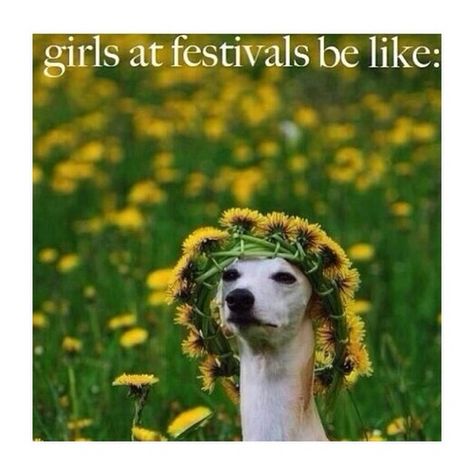 Girls at festivals be like.... #edm #rave #memes #funny #humor #flowercrown #festivalseason #festival Dachshund, Whippet, 귀여운 동물, Mans Best Friend, Bull Terrier, Greyhound, Bones Funny, I Love Dogs, Animal Pictures
