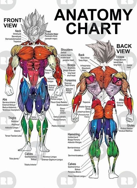 Muscle Anatomy Chart Lovely Anatomical Chart Muscular System Different Colors Ecorche | Example Document Template Muscle Chart Anatomy, Muscle Diagram, Anatomy Chart, Muscle Abdominal, Man Cave Art, Human Anatomy Drawing, Muscle Anatomy, Eye Circles, Body Anatomy