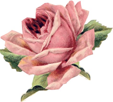 Madonna Inn, Crafts Vintage, Foto Transfer, Rose Images, Rose Pictures, Images Vintage, Floral Image, Flower Printable, Rose Painting