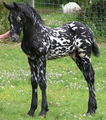 Unusual Horse, Rare Horses, Tennessee Walking Horse, Photo Animaliere, Rasy Koni, Beautiful Horse Pictures, Draft Horse, Horse Rescue, Most Beautiful Horses