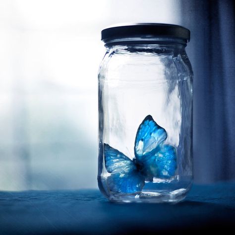 A blue dream captured by arefin03 on DeviantArt Corpse Bride, Kubo And The Two Strings, Tim Burton Films, Blue Butterflies, Beautiful Disaster, Blue Dream, Nelson Mandela, Life Is Strange, Love Blue