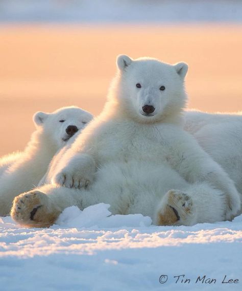 Baby Polar Bears, Tin Man, Bear Cubs, Sweet Animals, Animal Planet, Nature Animals, Animal Photo, 귀여운 동물, Animals Friends