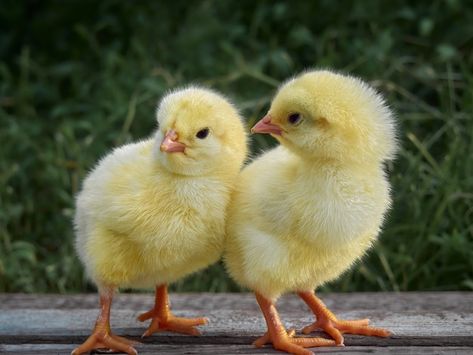 Small chicken on background. | Premium Photo #Freepik #photo #baby-chicken #chick #cute-chicken #hen Chicken Background, Sultan Chicken, Frizzle Chickens, Cochin Chickens, Rhode Island Red Chickens, Plymouth Rock Chicken, Dragon Chicken, Leghorn Chickens, Brahma Chicken