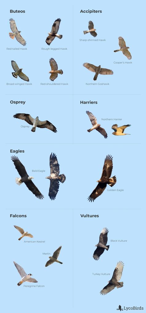 How to Identify the 5 Major Groups of Raptors | LycoBirds Nature, Raptor Bird, Common Buzzard, Northern Goshawk, Sharp Shinned Hawk, Pig Breeds, Hawk Eagle, Raptors Bird, Cooper's Hawk
