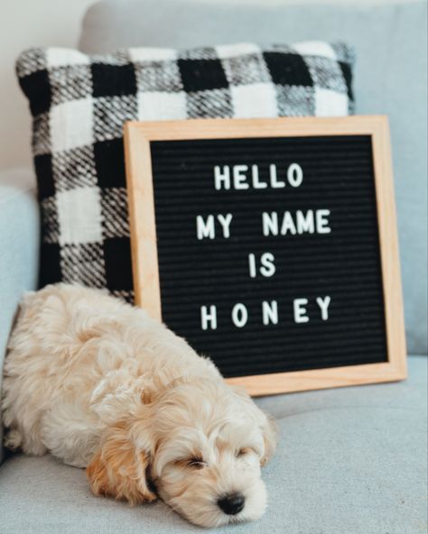 Puppy Expecting Announcement, Welcome Home Dog Photoshoot, New Puppy Photoshoot With Owner, Dog Announcement Photos, Dog Puppy Announcement, Puppy Introduction Photos, Mom And Puppy Photoshoot, Professional Puppy Pictures, Puppy Photoshoot Ideas Fall