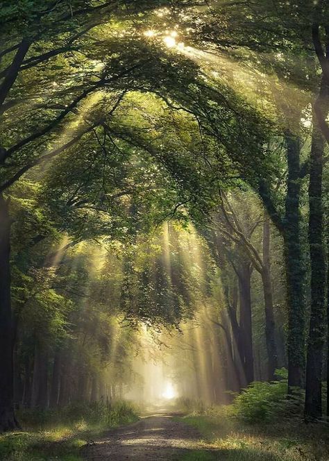 Image Zen, Nature Photography Trees, Belle Nature, Woods Photography, Image Nature, Forest Path, Forest Photography, Tree Photography, Beautiful Forest