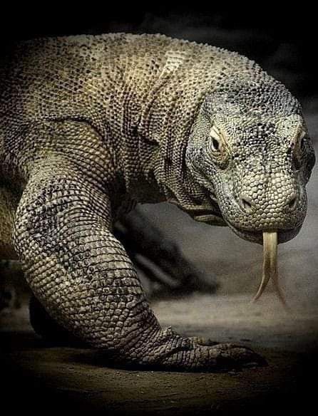 Komodo Dragons, Komodo, Large Lizards, Tattoo Nature, Monitor Lizard, Cute Reptiles, Komodo Dragon, Reptile Snakes, Young Animal