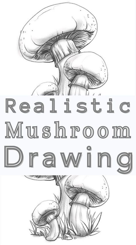 Realistic Mushroom Drawing Realistic Mushroom Drawing, Easy Mushroom Drawings, A Mushroom Drawing, Realistic Mushroom, Vintage Mushroom Art, Mushroom Drawings, Beginner Drawing Lessons, Fungi Art, Easy Drawings For Beginners