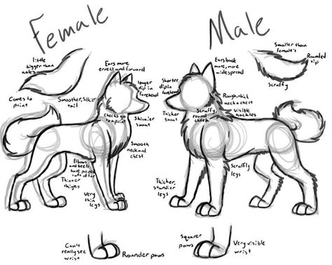 Female Wolf, Drawing Wolf, Male Skeleton, Skitse Bog, Avatarul Aang, Wolf Sketch, Body Tutorial, Výtvarné Reference, Draw Animals