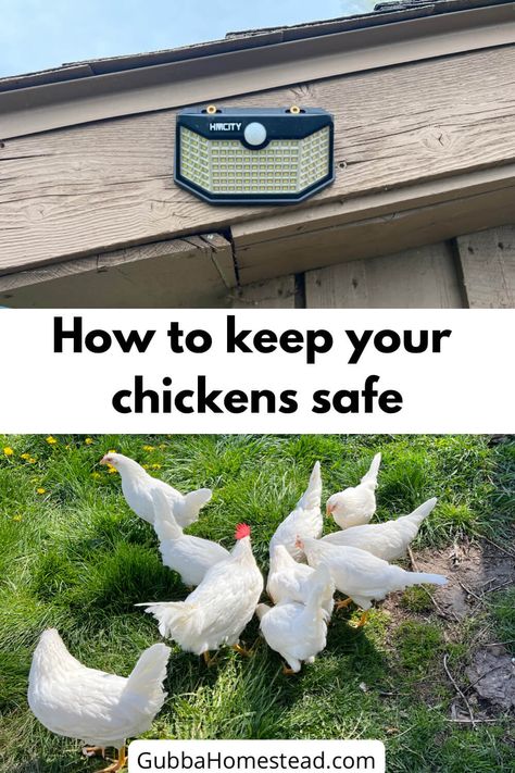 Keeping Chickens Safe From Predators, Chicken Coop Safe From Predators, How To Protect Chickens From Predators, Chicken Coop Safety, Hawk Deterrent Backyard Chickens, Chicken Runs And Coop, Chicken Care, Family Compound, Chicken Pen