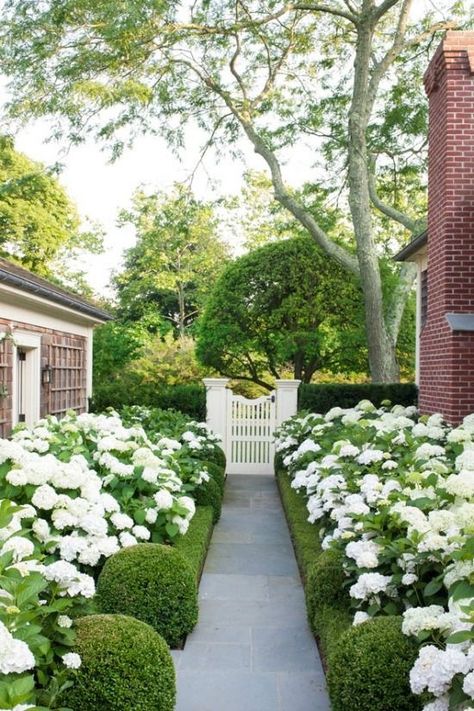 Five ways to embrace the Hamptons look in Australia - Our Hampton Style Forever Home Hamptons Garden Australia, Hamptons Front Garden, Hydrangea Boxwood, Hamptons Style Garden, Hamptons Landscaping, Hamptons Backyard, Garden Ideas Australia, Hamptons Garden, Hamptons House Exterior