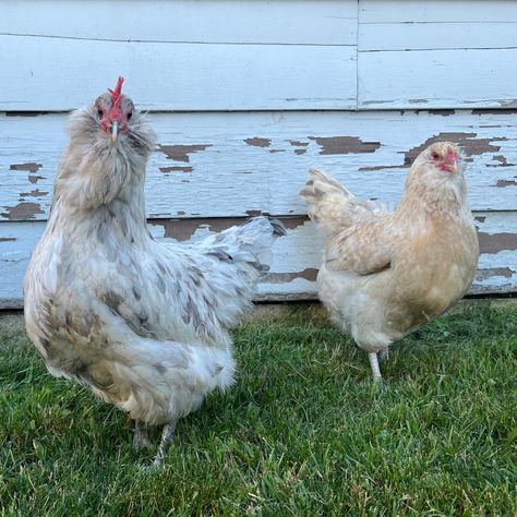 Cream Legbar Chickens, Ameraucana Chicken, Easter Egger Chicken, Cream Legbar, Polish Chicken, Chicken Coloring, Meat Birds, Easter Eggers, Bantam Chickens