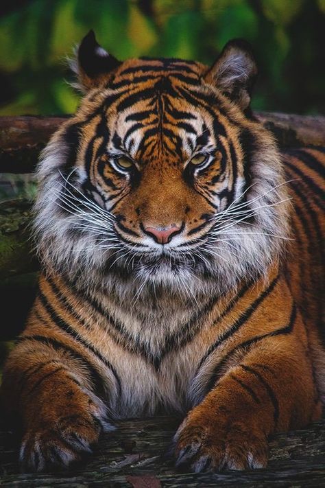 Nature's lovers on Twitter: "The real tiger..… " Tigers Wallpaper, Angry Tiger, Save The Tiger, Tiger Images, Tiger Artwork, Tiger Drawing, Cat Species, Tiger Pictures, Exotic Cats