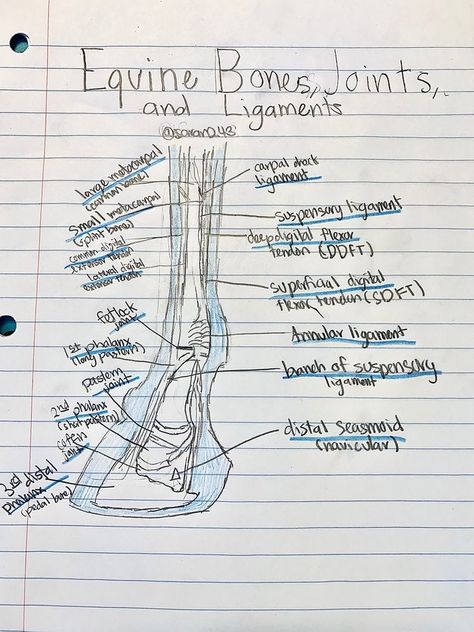 Equine Vet Tech, Veterinary Medicine Student, Veterinarian School, Vet School Motivation, Equine Science, Veterinarian Technician, Vet Notes, Large Animal Vet, Equine Veterinarian