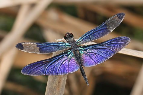 https://flic.kr/p/bQsGzT | purple dragonfly | Rhyothemis fuliginosa Dragonfly Symbolism, Dragonfly Images, Purple Dragonfly, Dragonfly Photos, Dragon Flys, Gossamer Wings, Butterfly Dragonfly, Dragonfly Insect, Dragonfly Dreams