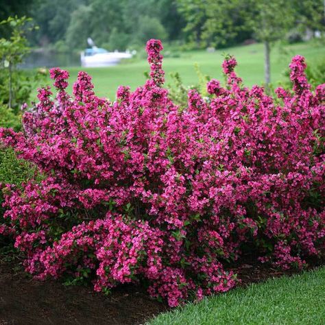 Flower Hedge, Sonic Bloom, Flowering Bushes, Fast Growing Trees, Zone 5, Front Landscaping, Garden Shrubs, Garden Yard Ideas, Front Yard Garden