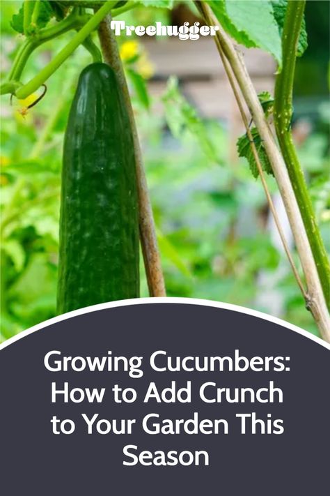 Grow these delicious, kid-friendly vegetables with a few expert tips. When To Harvest Cucumbers, Yellow Cucumber, Cucumber Seedlings, How To Grow Cucumbers, Grow Cucumbers, Cucumber Varieties, Cucumber Gardening, Cucumber Canning, Vegetable Crisps