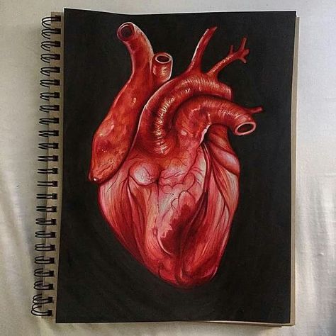 Heart Colored Pencil Drawing, Paintings Of Hearts, Heart Drawing Realistic, Realistic Heart Painting, Human Heart Painting, Realistic Heart Drawing, Heart Oil Painting, Anatomical Heart Drawing, Pop Art Marilyn