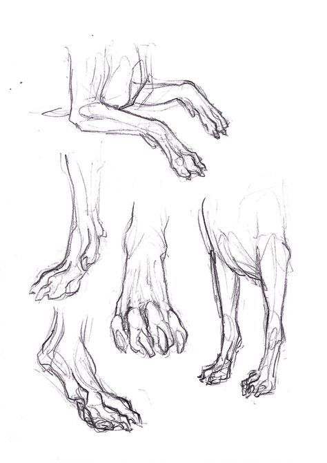 Canine legs and paws (studies) Animal Paw Reference, Wolf Feet Drawing, Dog Leg Reference, Dog Legs Reference, Dog Paw Reference, Digitigrade Legs Drawing, Paw Sketch, Canine Anatomy, Wolf Paws