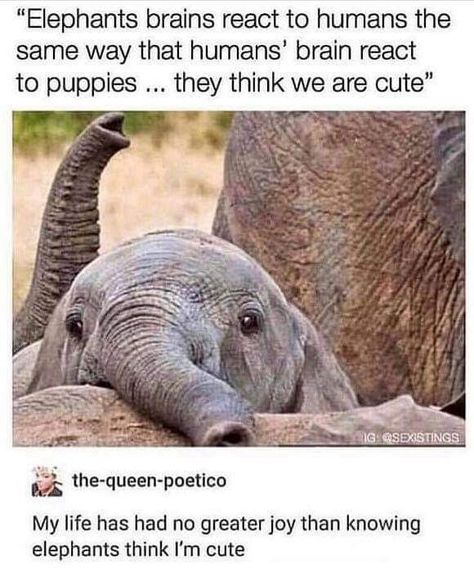 I don’t know if this is true, but I certainly would like to think so. 🐘 💓 Funny Animal Pictures, Animal Jokes, Elephant Brain, Golden Retriever Mix, Haiwan Peliharaan, Animal Facts, Alam Semula Jadi, Funny Animal Memes, Cute Little Animals