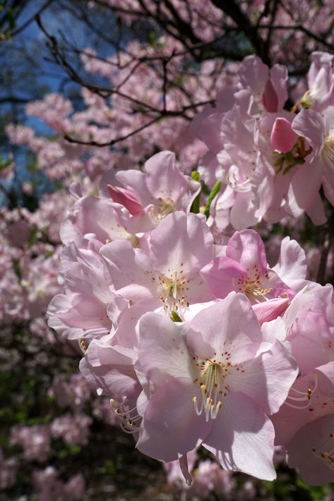 Nature, Bonito, Kawaii, Red Rhododendron Aesthetic, Azalea Flower Aesthetic, Azalea Aesthetic, Acotar Fanfic, Rhododendron Flower, Flower Language