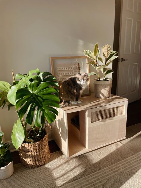 Diy Cat Litter Cabinet, Diy Hidden Litter Box Plant, Secret Cat Litter Boxes, Tidy Cat Litter Box Ideas, Cat Litter In Bathroom, Creative Cat Litter Box Ideas, Indoor Cat Litter Box Ideas, Cat Room Litter Box Ideas, Wood Litter Box Diy