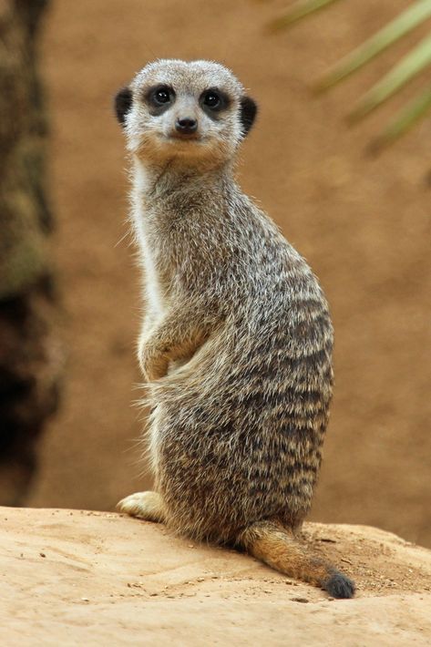 Meerkat | Paul Bugbee | Flickr Meerkat Funny, Meerkat Illustration, Cute Meerkat, African Animals Photography, Wildlife Of India, Bizarre Animals, Wallpapers Aesthetics, Animal Photography Wildlife, Animals Tattoo