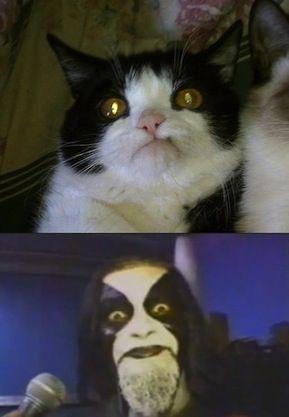 Funniest Black Metal Versions of Famous Memes Humour, Music Memes Funny, Metal Meme, Famous Memes, Viking Metal, Metal Cat, Music Pics, Power Metal, Heavy Metal Music