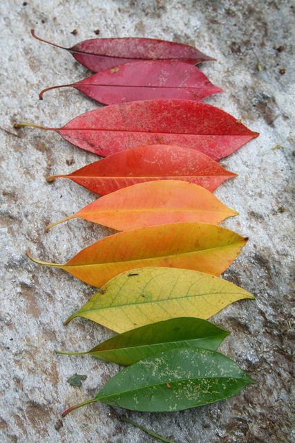 leaf rainbow...great activity for the kids this fall!  Would make a great art project to collect and then do something with. Land Art, Matka Natura, Colored Leaves, Foto Tips, Water Droplets, Colorful Leaves, Over The Rainbow, Belle Photo, Nature Beauty