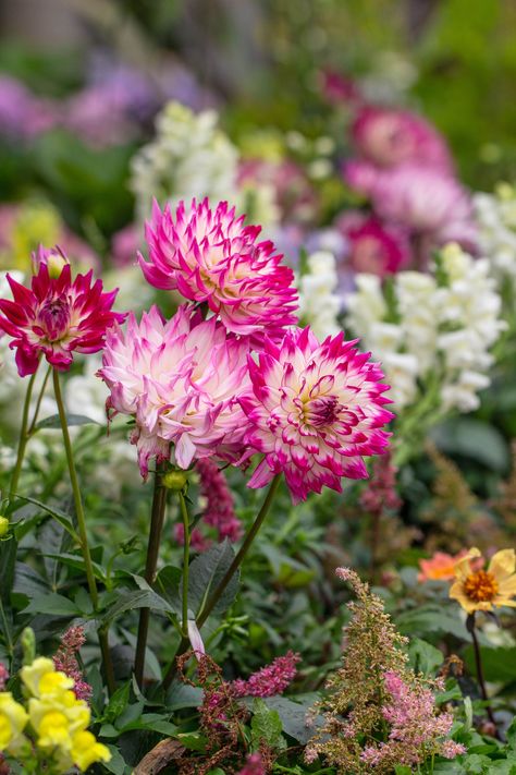 Dahlia pinnata Cav. Flowers, Dahlia Pinnata, Cut Flower Garden, Cut Flowers, Dahlia, Flower Garden