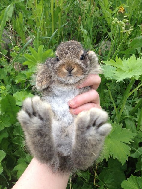 Cadbury Bunny, Bunny Paws, Football Betting, Big Bunny, Fox And Rabbit, Free Football, Bunny Lovers, Betting Tips, Pictures Of The Week